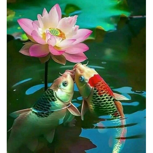 Pond Pellet Krmení KOI kaprů