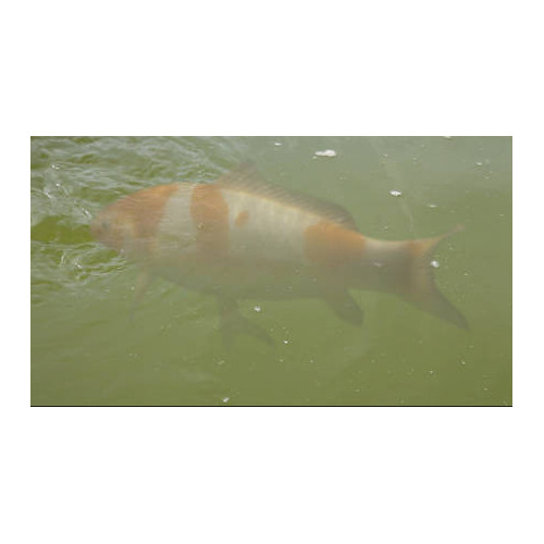 přípravek proti zelené vodě