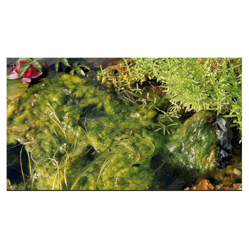 Přípravek na vláknité řasy AlGo Universal