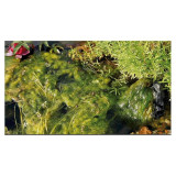 Přípravek na vláknité řasy AlGo Universal