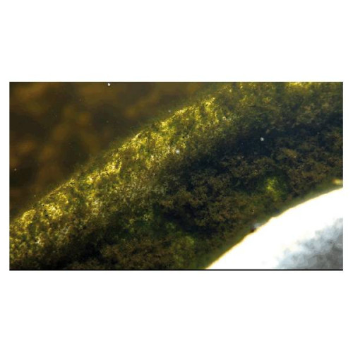 AlGo Universal OASE 500ml