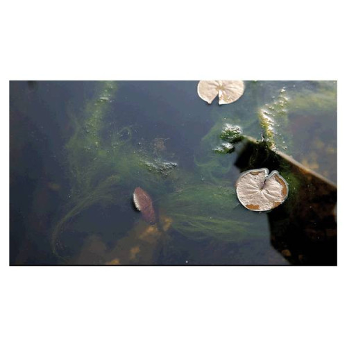 odstranění řas z jezírka AlGo Universal