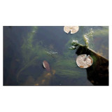 odstranění řas z jezírka AlGo Universal