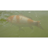 odstranění zákalu v jezírku AquaActiv PondClear 5 l