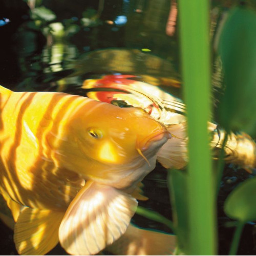 OASE Oxyplus čištění jezírka