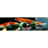 krmivo pro bazénové ryby 10 l