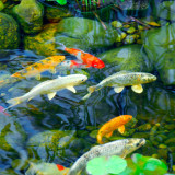 PondSticks Mix 10 l - krmení pro ryby v jezírku