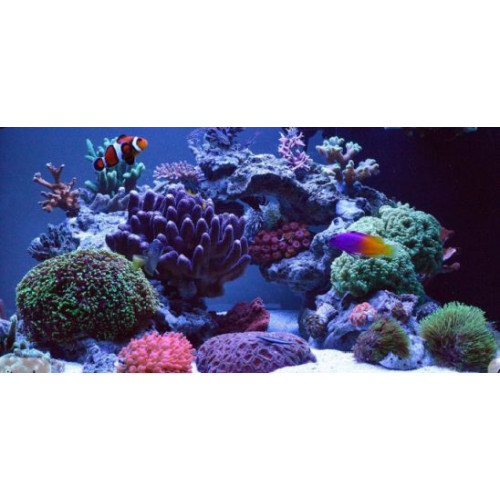 Jy-1300 čerpadlo do mořského akvária 800 l/h