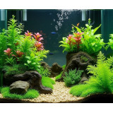 akvarijní rostliny Tetra