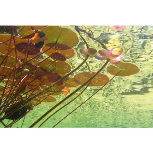 AquaActiv AlGo Fountain 500 ml