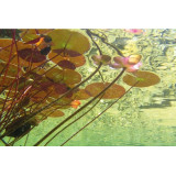 AquaActiv AlGo Fountain 500 ml