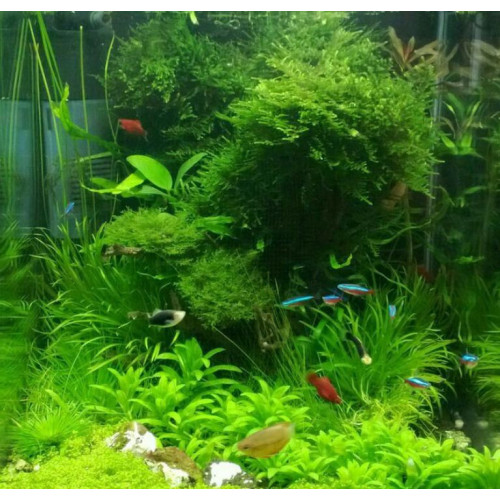 Tetra PlantaMin 500ml | Tekuté hnojivo s železem pro rostliny