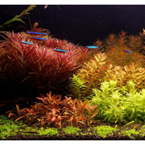 Hnojivo pro akvarijní rostliny