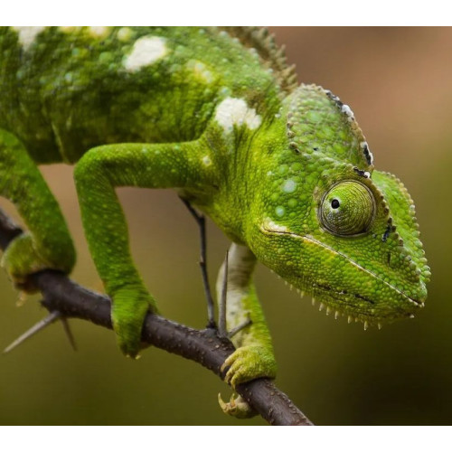 Repti Planet Daylight Frosted 75W | Matná výhřevná žárovka