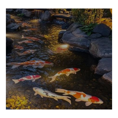 Grower růstové krmení pro barevné kapry 5 l