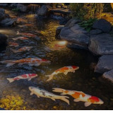 Grower růstové krmení pro barevné kapry 5 l