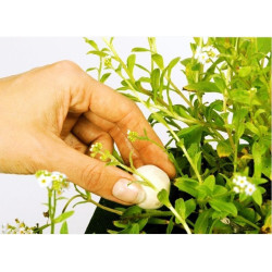 Jezírkové hnojivo Velda Super Grow Balls XL