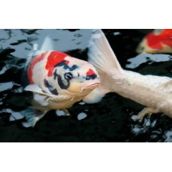 Dynamix Koi Pellet large 20 l