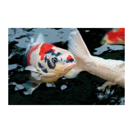 Dynamix Koi Pellet large 20 l