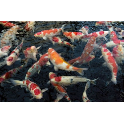 Dynamix Koi Pellet large 20 l