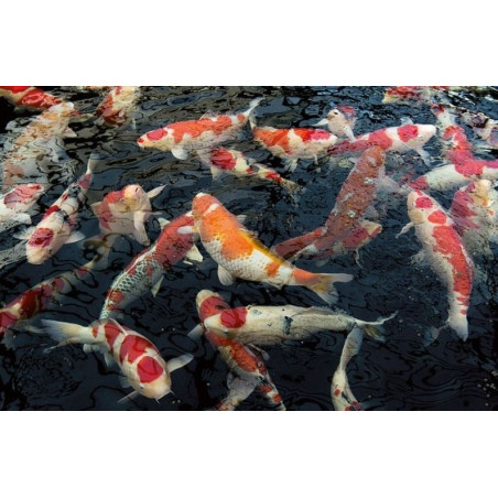 Dynamix Koi Pellet large 20 l