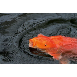 Krmivo Dynamix Flakes 1l