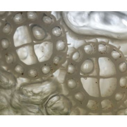 Kaldnes K+50l filtrační médium