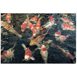 Dynamix Sticks Colour 20 l