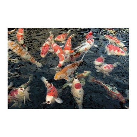 Dynamix Sticks Colour 20 l