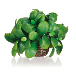 Rostlina BiOrb Mistletoe ball
