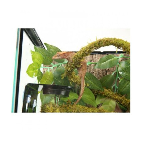 Liána s mechem ReptiZoo Jungle Vines 1,5x200cm