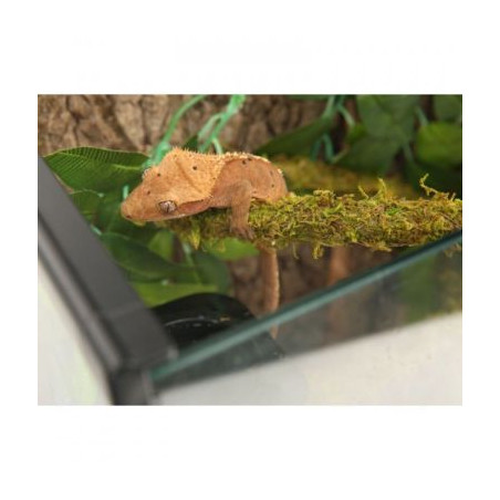 Liána s mechem ReptiZoo Jungle Vines 1,5x200cm