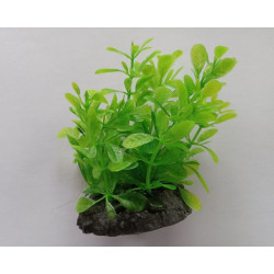 Rostlina do akvária UP Aqua D
