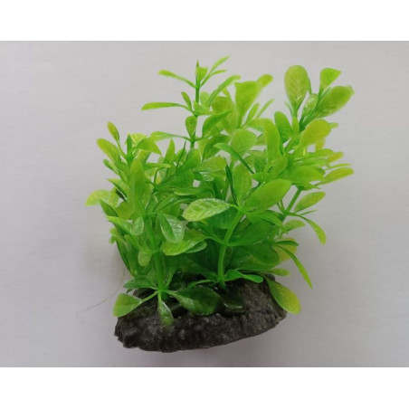 Rostlina do akvária UP Aqua D