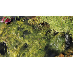 Přípravek na vláknité řasy AquaActiv AlGo Direct 500 ml