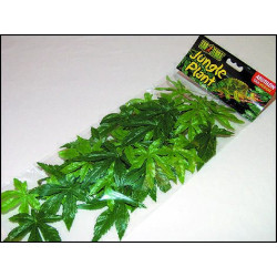 Rostlina do terária Abuliton střední