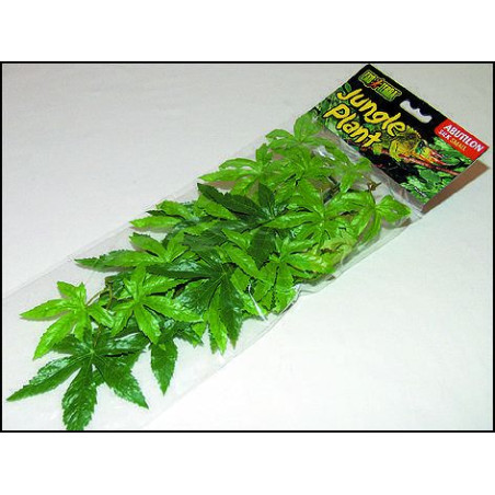 Rostlina do terária Abuliton malá