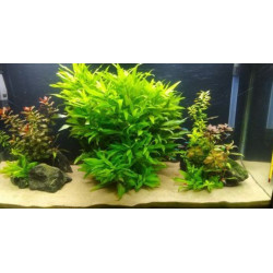 Anti-Algaen proti řase, plísni