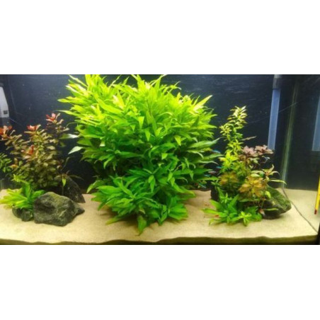 Anti-Algaen proti řase, plísni