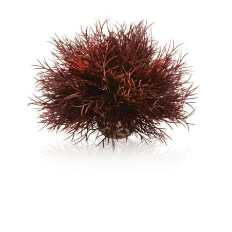 biOrb Aquatic mořská lilie tmavě červená