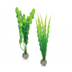 Rostlina BiOrb Easy plant set medium green