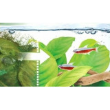 Algumin 250ml přípravek proti řasám v akváriu