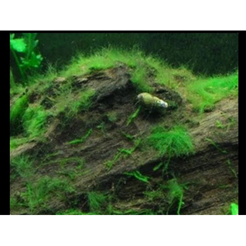 Dlouhé řasy v akváriu - odstranění