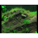 Dlouhé řasy v akváriu - odstranění