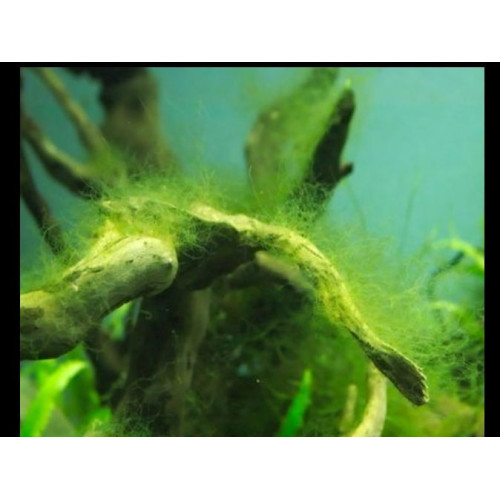 AlguMin přípravek do akvária na řasy