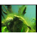 AlguMin přípravek do akvária na řasy