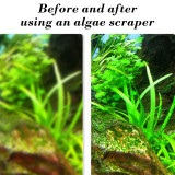 odstranění řas z akvarijního skla