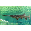 Krmivo pro veslonosy