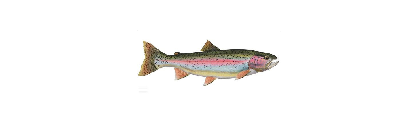 Krmivo a granule pro pstruhy | Coppens Food pro lososovité ryby