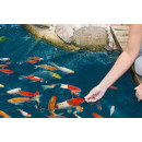 Krmivo pro KOI kapry